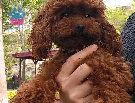 1.600 gr, Teacup Poodle Rolex Eş Arıyor!