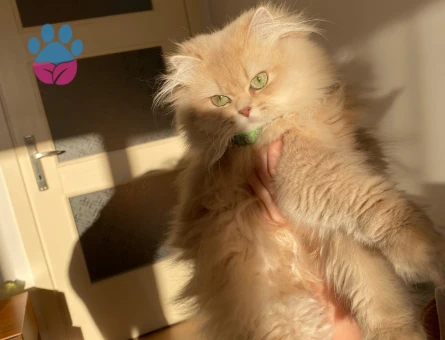 Kızım mayaya eş arıyorum