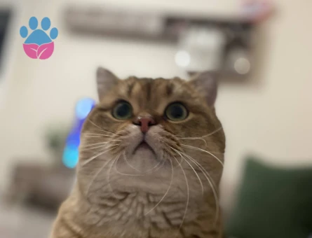 Scrli Gold  erkeğimize dişi arıyoruz