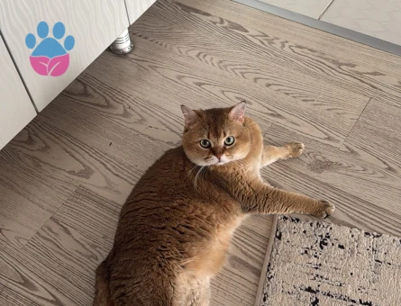 Scrli Gold  erkeğimize dişi arıyoruz