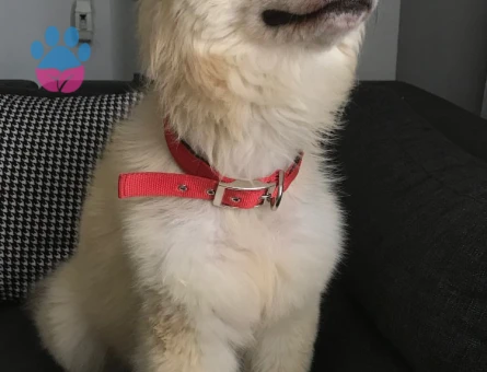 Hanıma erkek arıyoeuz