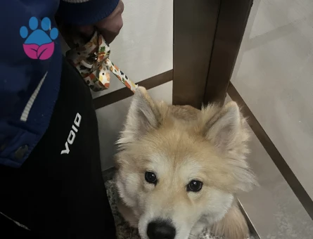 Hanıma erkek arıyoeuz