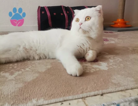 Hem British hem scotish