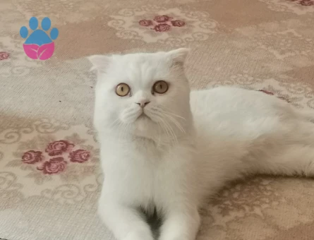 Hem British hem scotish