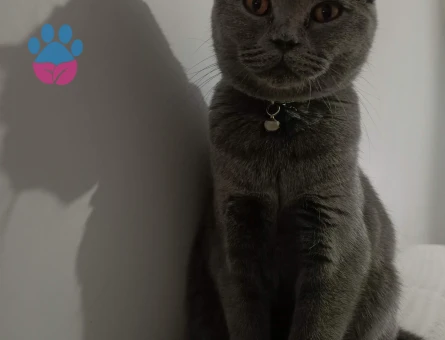 Kızımız zeynaya damat arıyoruz