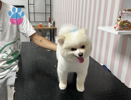 1.5 yaşında Pomeranian Boo oğlumuza eş arıyoruz