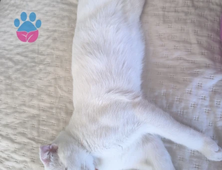 Scottish Fold Kedim minnoşa eş arıyorum