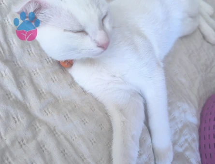 Scottish Fold Kedim minnoşa eş arıyorum