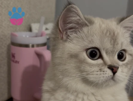 British Shorthair 1 Yaşında Kedime Dişime Eş Arıyorum - 118984127