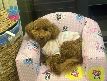 Toy Poodle 1 Yaşında Eş Arıyoruz