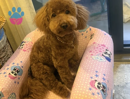 Toy Poodle 1 Yaşında Eş Arıyoruz