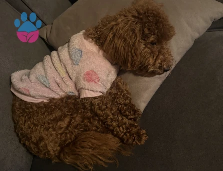 Toy Poodle 1 Yaşında Eş Arıyoruz