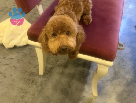 Toy Poodle 1 Yaşında Eş Arıyoruz