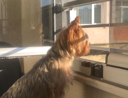 Güzel Yorkshire Terrier Kızımız İçin Sağlıklı Eş Arıyoruz - 118984129