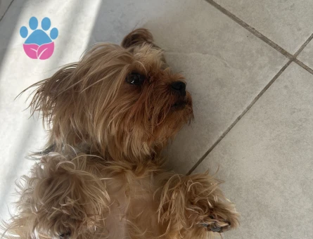Güzel Yorkshire Terrier Kızımız İçin Sağlıklı Eş Arıyoruz