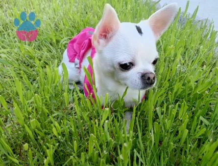 Chihuahua Kızıma Eş Arıyorum - 118984131