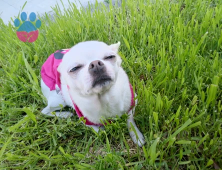 Chihuahua Kızıma Eş Arıyorum