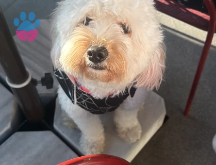 Maltipoo Kızıma Eş Arıyorum
