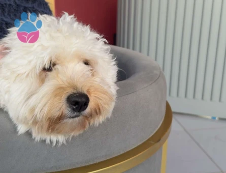 Maltipoo Kızıma Eş Arıyorum
