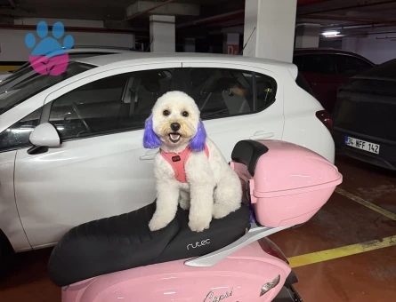 Maltipoo Kızıma Eş Arıyorum
