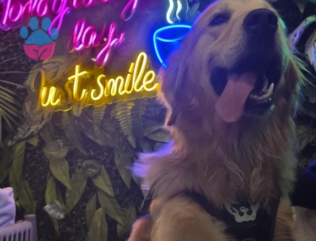 Golden Retriever Oğluma Eş Arıyorum
