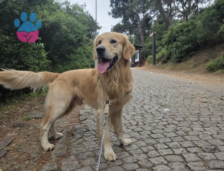 Golden Retriever Oğluma Eş Arıyorum