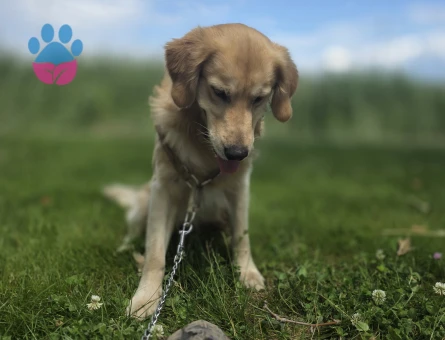 Golden Retriever Oğluma Eş Arıyorum