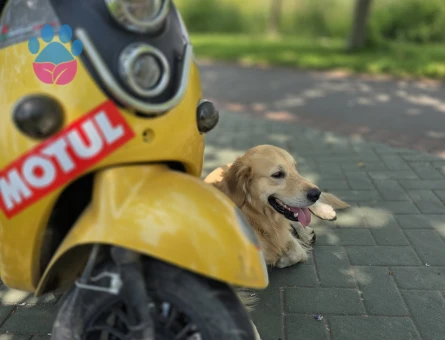 Golden Retriever Oğluma Eş Arıyorum