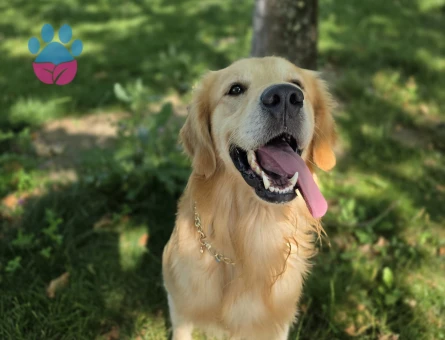 Golden Retriever Oğluma Eş Arıyorum
