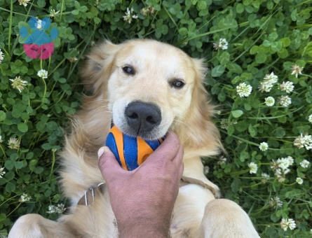 Golden Retriever Oğluma Eş Arıyorum