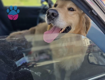 Golden Retriever Oğluma Eş Arıyorum