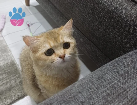 British Shorthair 1 Yaşında Eş Arıyoruz - 118984138