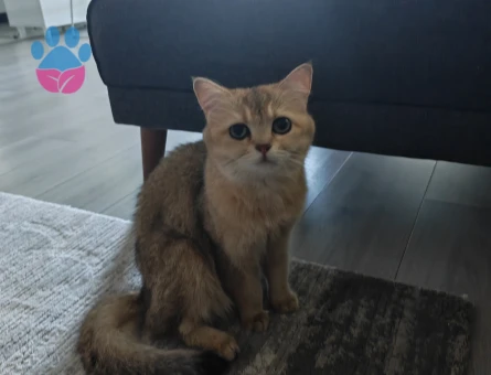 British Shorthair 1 Yaşında Eş Arıyoruz