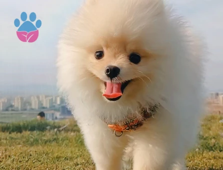 Tea-Cup Pomeranian (Boo) Erkek Köpeğim İçin Uygun Dişi Eş Aranıyor!