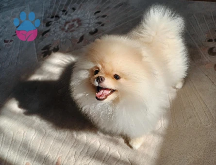 Tea-Cup Pomeranian (Boo) Erkek Köpeğim İçin Uygun Dişi Eş Aranıyor!