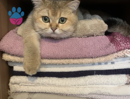 Dişi kedime erkek kedi arıyoruz