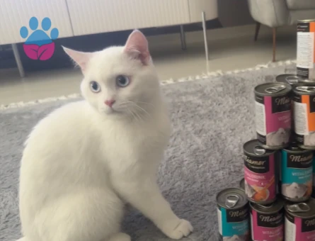 İyi Soylu, Sağlıklı ve Sevgi Dolu Dişi Kedi Arıyoruz – Bebek’in Kalbi Boş 💙