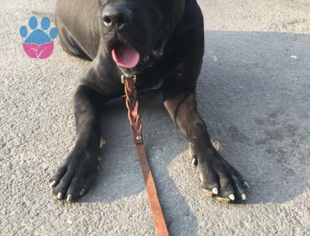 Cane Corso