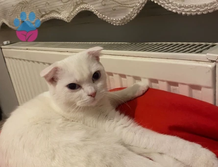 Scottish fold cinsi beyaz renkli kızınıza eş arıyorum