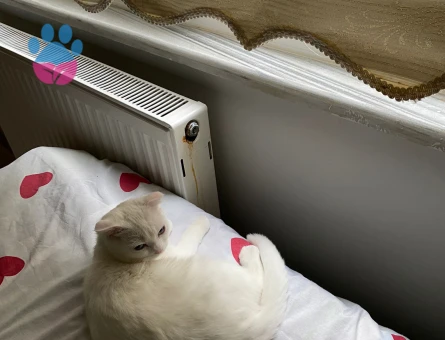 Scottish fold cinsi beyaz renkli kızınıza eş arıyorum