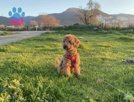Poodle Çakıl