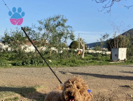 Poodle Çakıl