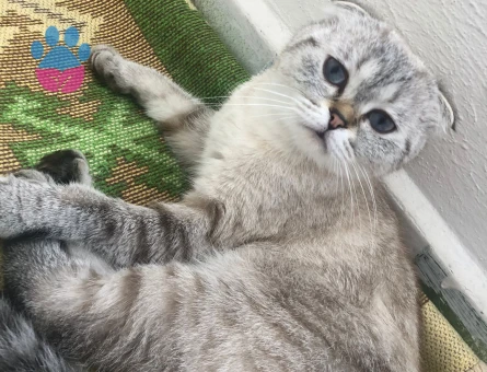 Kedimize eş arıyorum