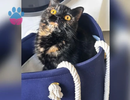 Exotic Shorthair Kızımız Eş Arıyor