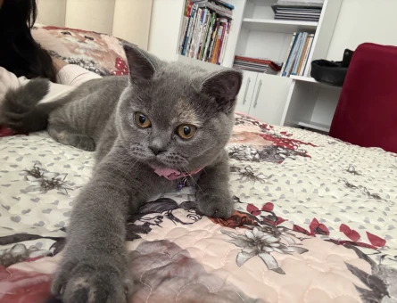 British Shorthair Kedim Eş Arıyor - 118984454