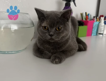 British Shorthair Kedim Eş Arıyor