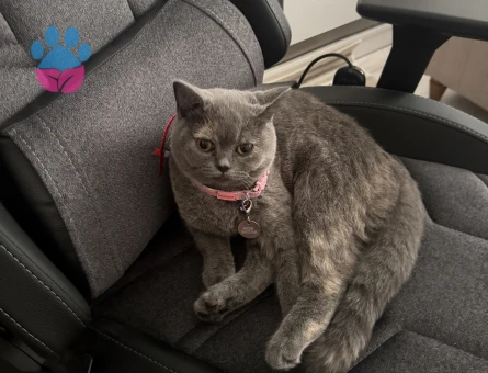British Shorthair Kedim Eş Arıyor