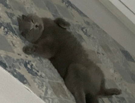 Scottish Fold Gri 1 Yaşında Eş Arıyor - 118984455