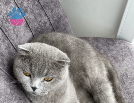Scottish Fold Gri 1 Yaşında Eş Arıyor