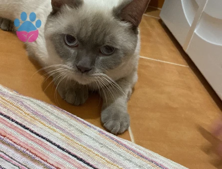 British Bluepoint Kedimize Eş Arıyoruz